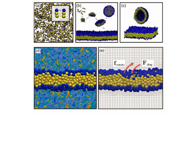 coarse-grained lipids